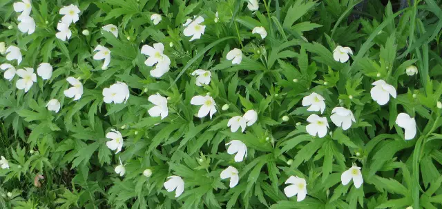 Canada anemone, flower