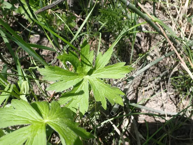 Canada anemone, foliage
