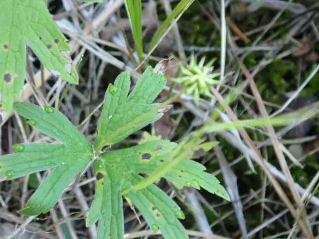 Canada anemone, seed / fruit