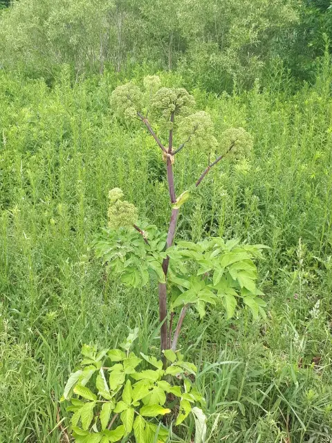 Purple angelica, bud