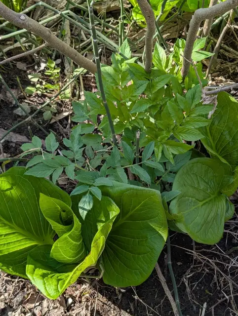 Purple angelica, emergence