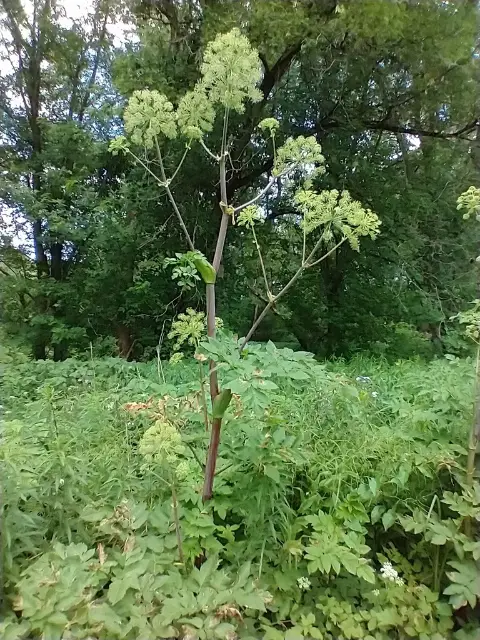 Purple angelica