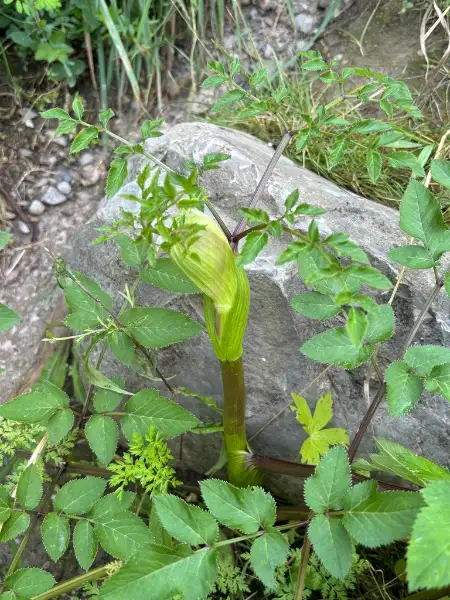 Purple angelica, foliage