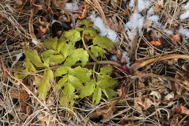 Purple angelica, winter