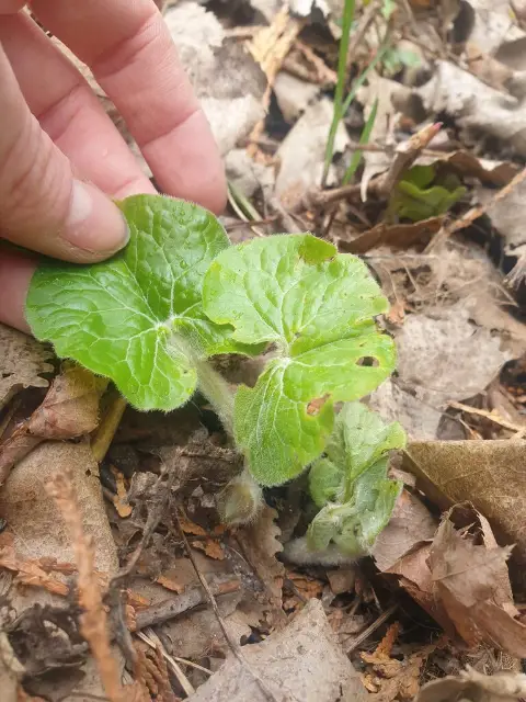 Canada wild ginger, bud