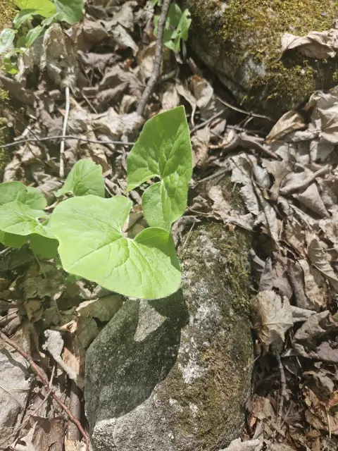 Canada wild ginger, emergence
