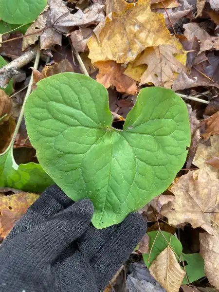 Canada wild ginger, fall