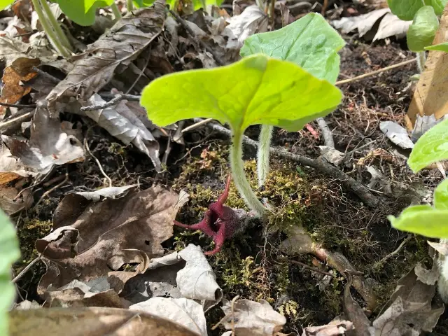 Canada wild ginger, flower