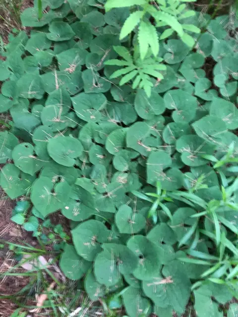 Canada wild ginger, foliage