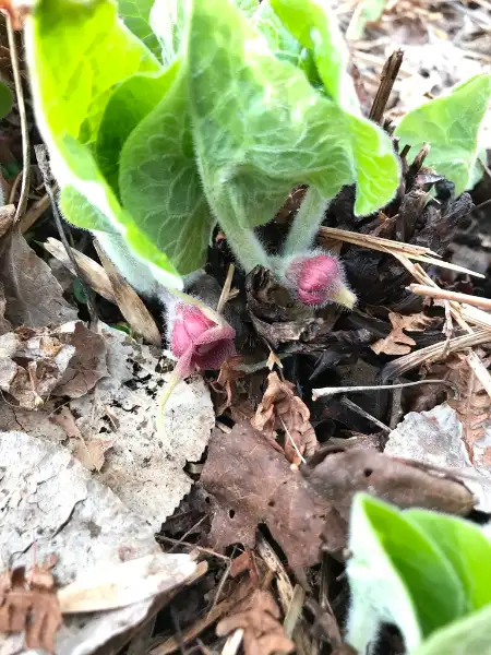 Canada wild ginger
