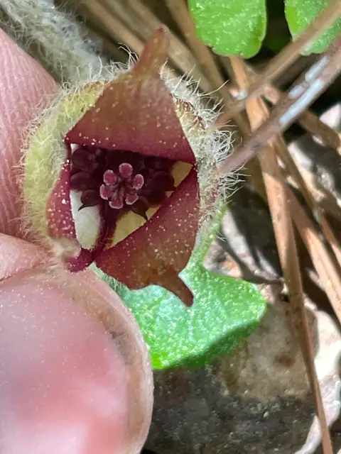 Canada wild ginger, winter