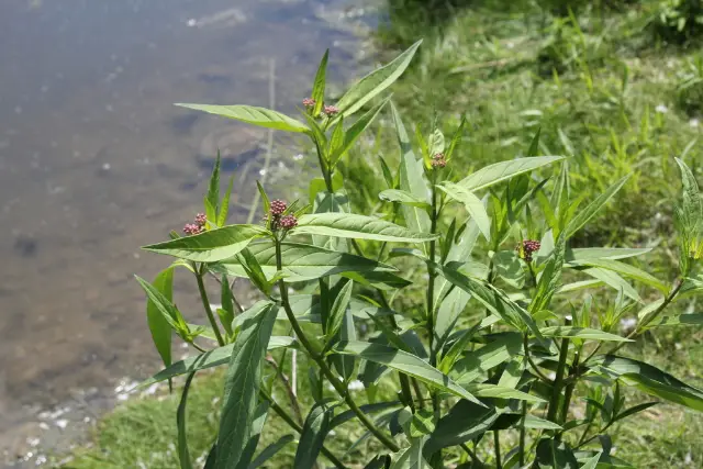Swamp milkweed, bud