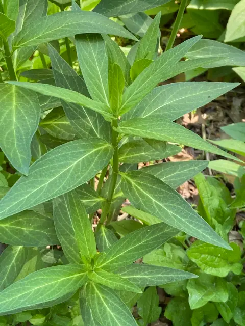 Swamp milkweed, emergence