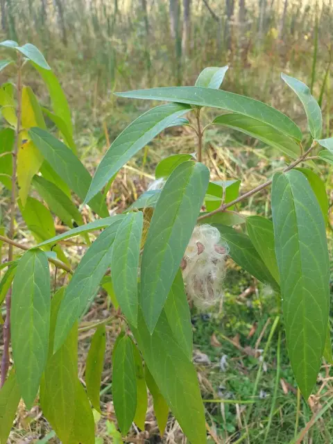 Swamp milkweed, fall