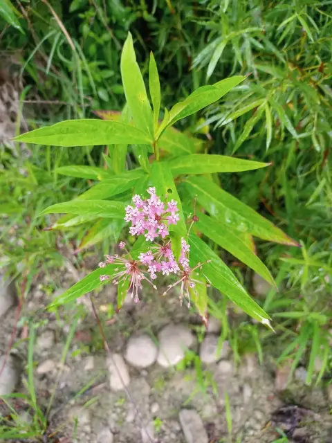 Swamp milkweed