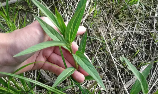 Swamp milkweed, foliage