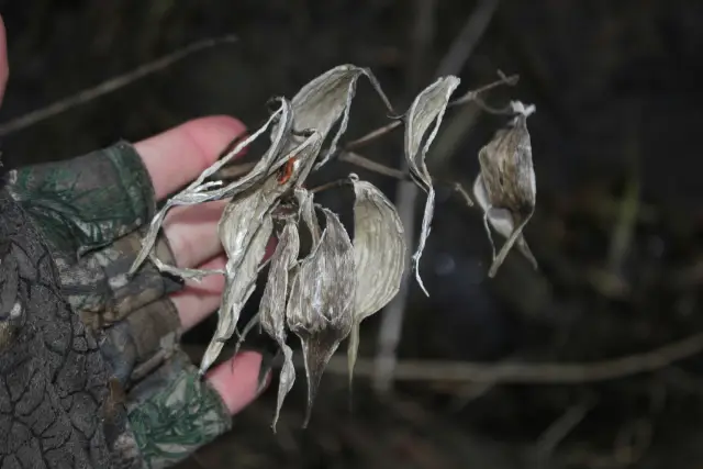 Swamp milkweed, seed / fruit