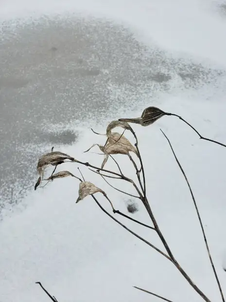 Swamp milkweed, winter