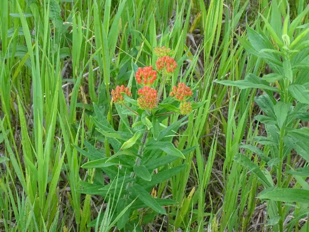 Butterfly milkweed, bud