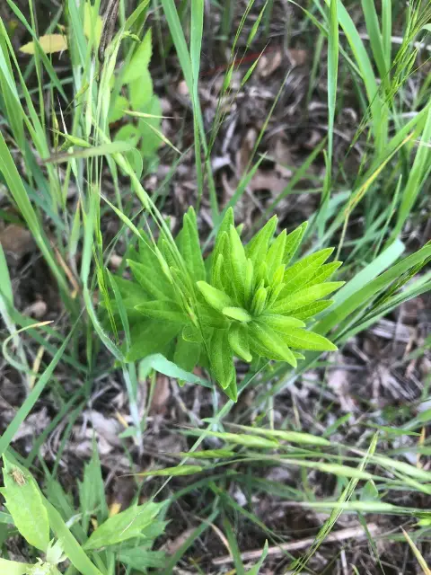 Butterfly milkweed, emergence