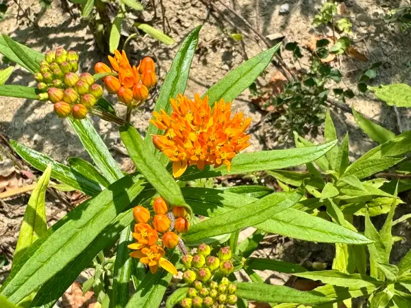 Butterfly milkweed, flower