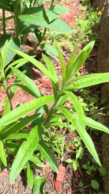 Butterfly milkweed, foliage