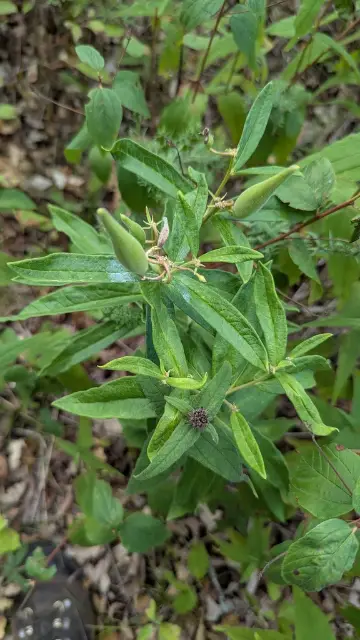 Butterfly milkweed