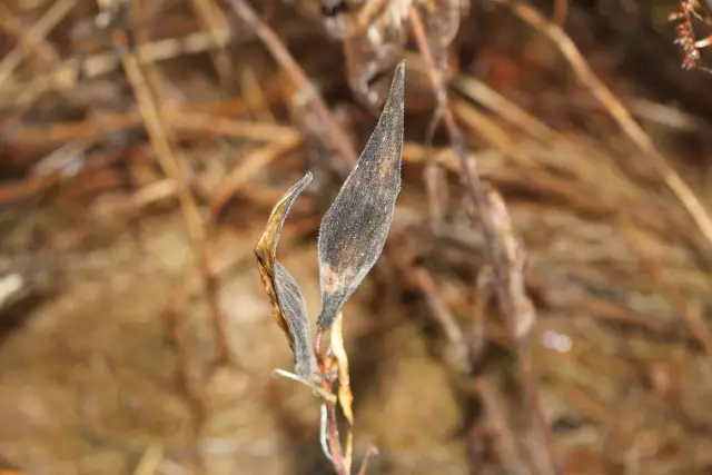 Butterfly milkweed, winter