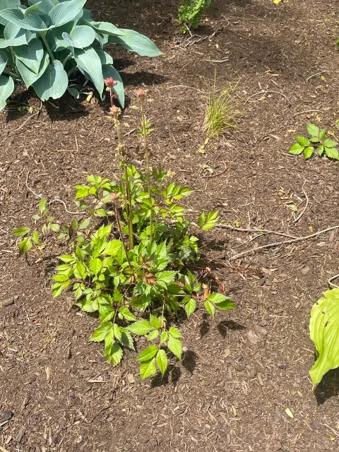 Astilbe