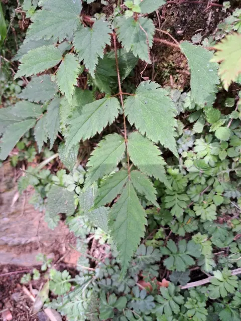 Astilbe, emergence