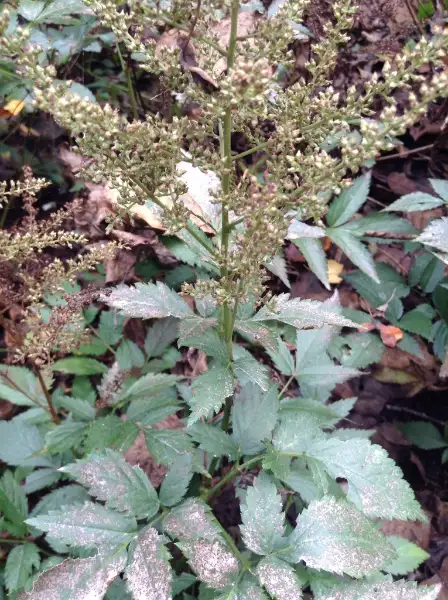 Astilbe, fall
