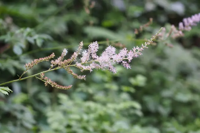 Astilbe, flower