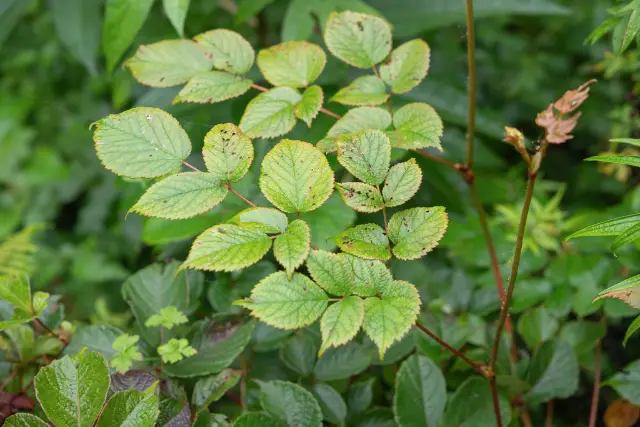 Astilbe, foliage