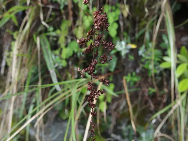 Astilbe, seed / fruit