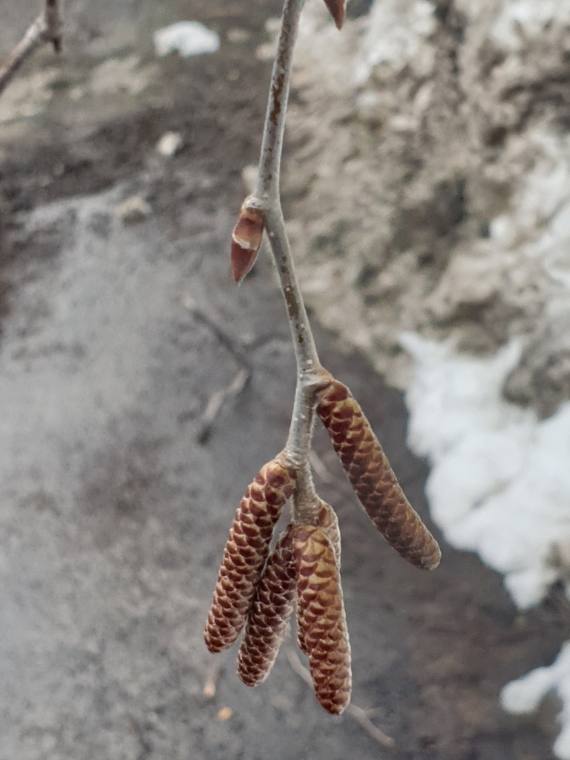 Yellow birch, bud