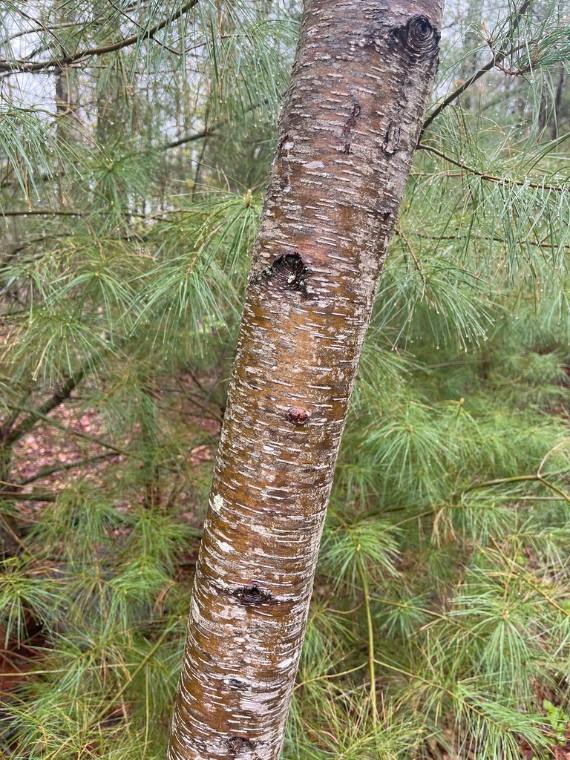 Yellow birch, emergence