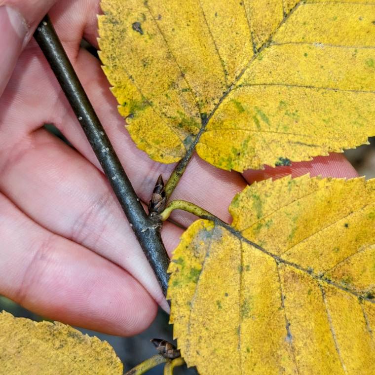 Yellow birch, fall
