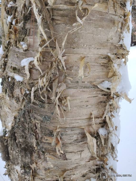 Yellow birch, flower