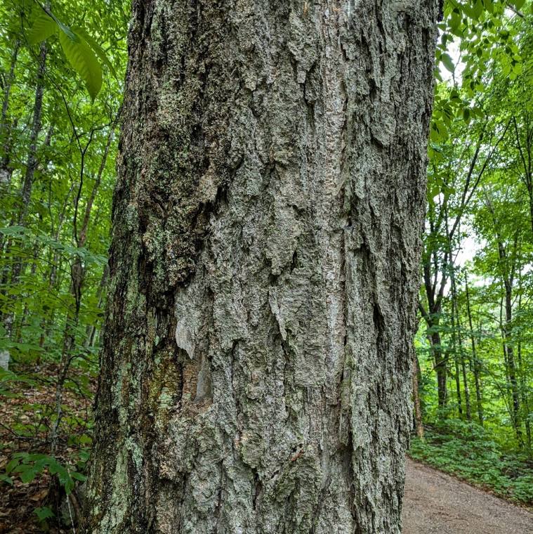 Yellow birch