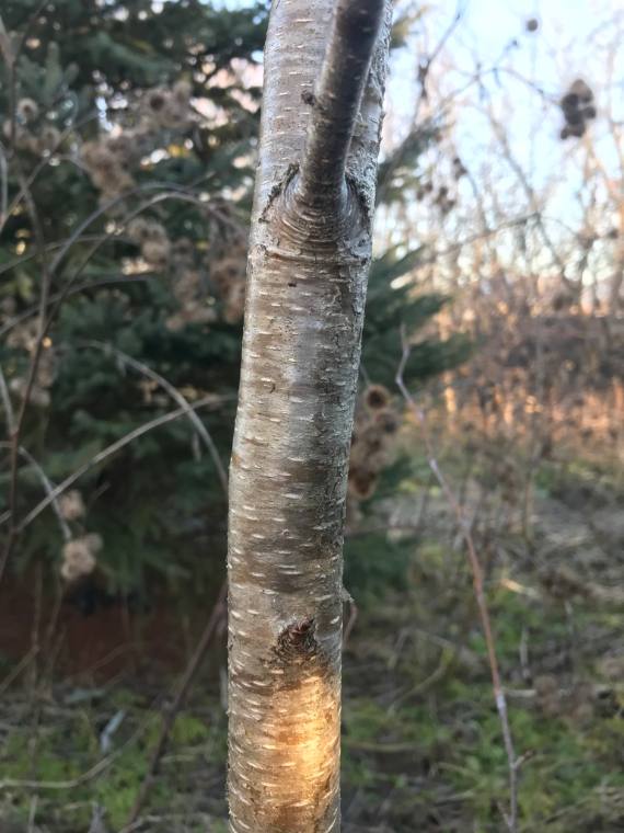 Yellow birch, seed / fruit
