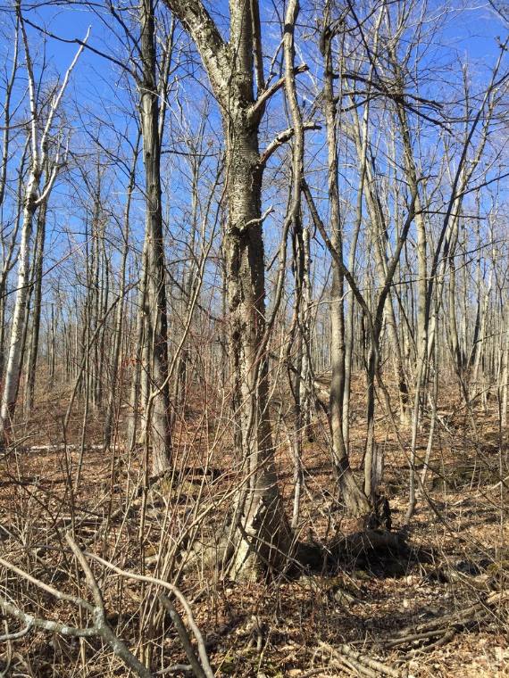Yellow birch, winter