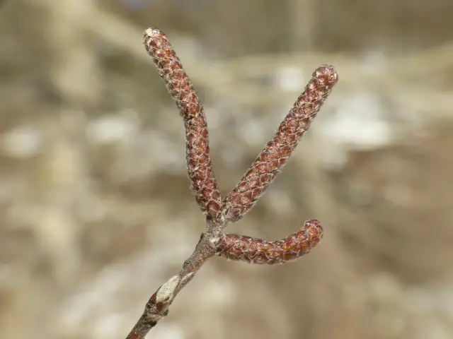 River birch, bud
