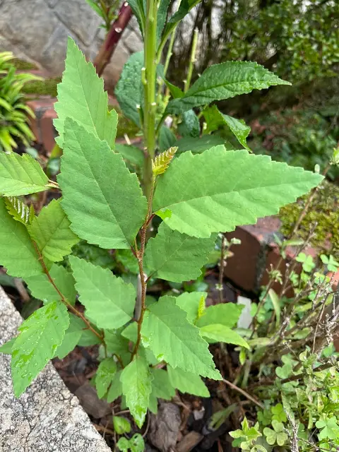 River birch, emergence