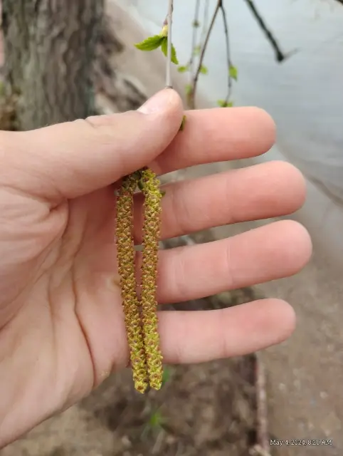 River birch, flower