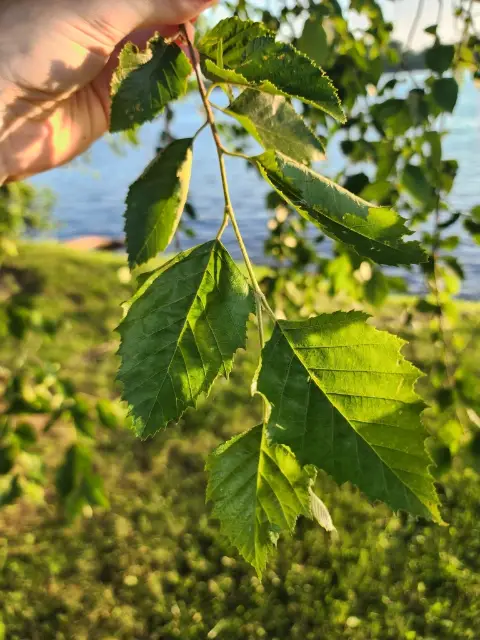 River birch