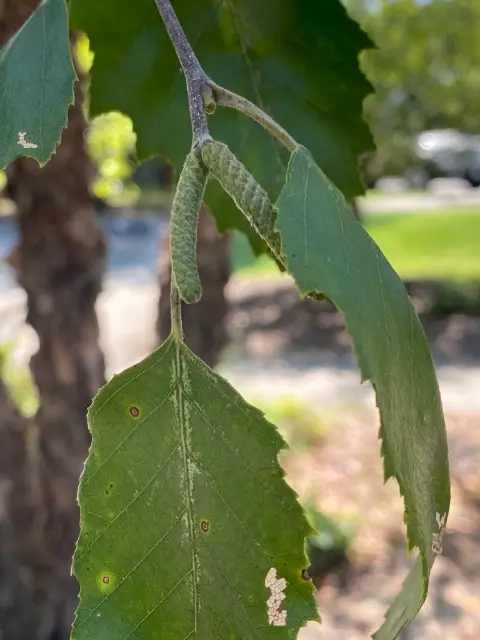 River birch, seed / fruit