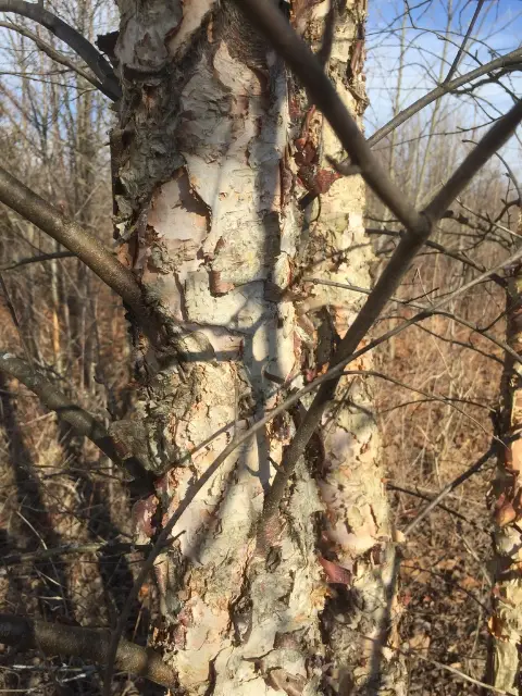 River birch, winter