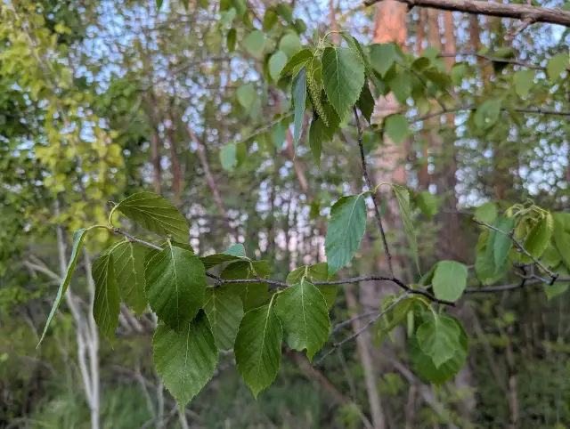 Paper birch, bud