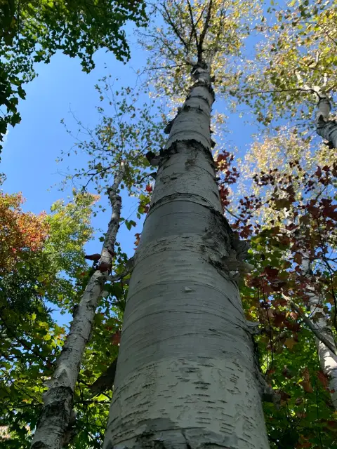 Paper birch, fall