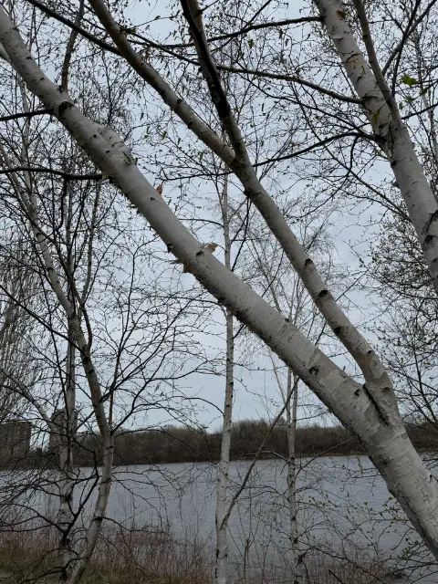 Paper birch, flower